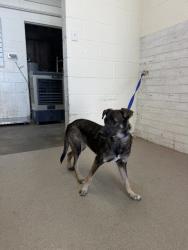 Shelter Stray Female Dog last seen BASELINE AND SIERRA WY, 333 Chandler Pl, San Bernardino, CA 92408, USA