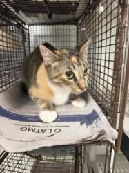 Shelter Stray Female Cat last seen , 14409 Vanowen St, Van Nuys, CA 91405, USA