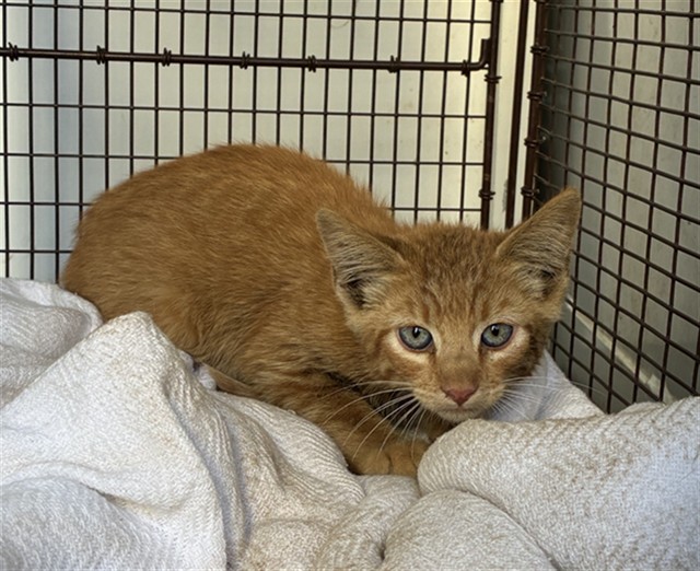 Shelter Stray Male Cat last seen MATTOS LN/ ELDER CREEK RD, 95829, 3839 Bradshaw Rd, Sacramento, CA 95827, USA