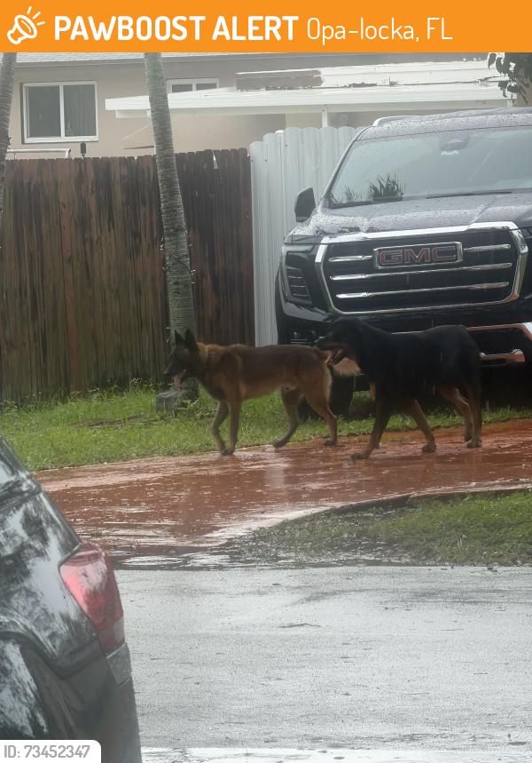 Found/Stray Unknown Dog last seen St Tomas uni, Opa-locka, FL 33054