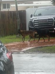 Found/Stray Unknown Dog last seen St Tomas uni, Opa-locka, FL 33054