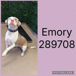 Shelter Stray Female Dog last seen SECOND @ EMORY, 4214 Fulton Mill Rd, Macon, GA 31216, USA