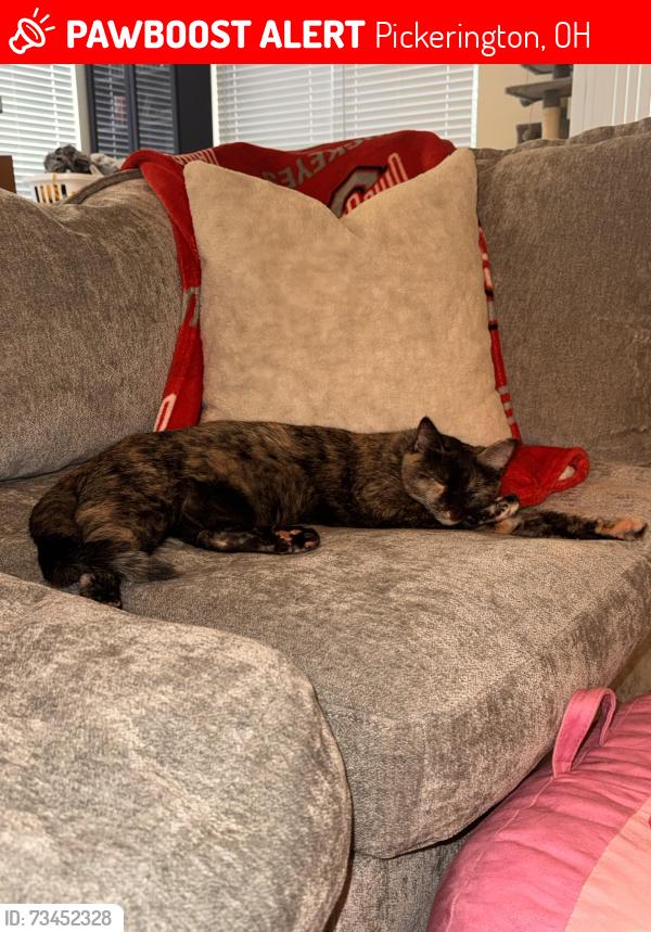 Lost Female Cat last seen Charles Ct, Pickerington, OH 43147