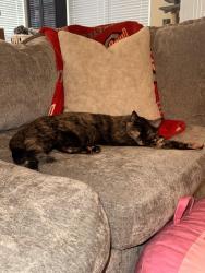 Lost Female Cat last seen Charles Ct, Pickerington, OH 43147