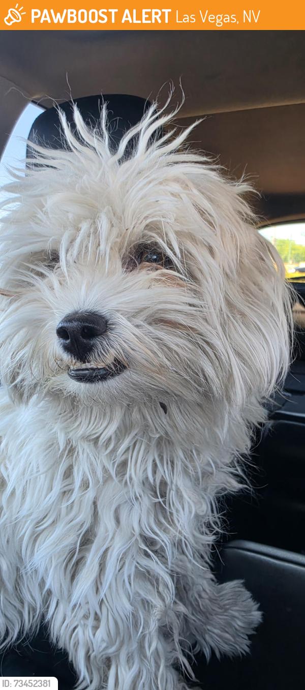 Found/Stray Female Dog last seen Craig and Rainbow, Las Vegas, NV 89108