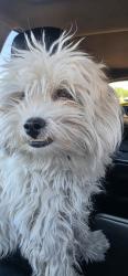 Found/Stray Female Dog last seen Craig and Rainbow, Las Vegas, NV 89108