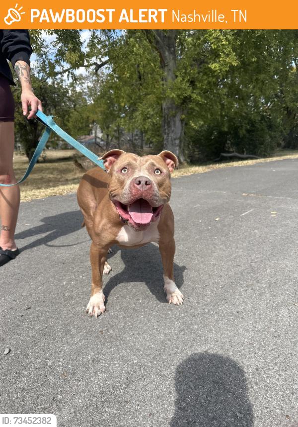 Found/Stray Female Dog last seen Shelby Bottoms Park, Nashville, TN 37206