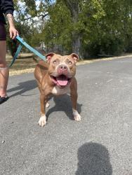 Found/Stray Female Dog last seen Shelby Bottoms Park, Nashville, TN 37206