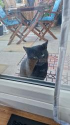 Found/Stray Male Cat last seen Near knott lanes, Greater Manchester, England OL8 3JA