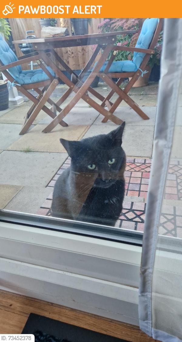 Found/Stray Male Cat last seen Near knott lanes, Greater Manchester, England OL8 3JA