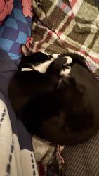 Reunited Male Cat last seen Emerald Lake are near Lizzie Brown Rd, Kissimmee, FL 34758