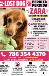 Lost Female Dog last seen Serca de la cada cruzando la calle Wilson Rd, Davie, FL 33314