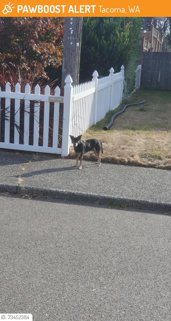 Found/Stray Male Dog last seen Tacoma Public library Swasey branch, Tacoma, WA 98402