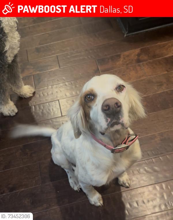 Lost Female Dog last seen Near 327th Ave Dallas, SD 57529 United States, Dallas, SD 57529