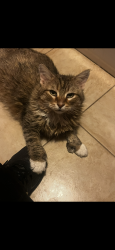 Lost Female Cat last seen Near and Zuni 80234, Westminster, CO 80234