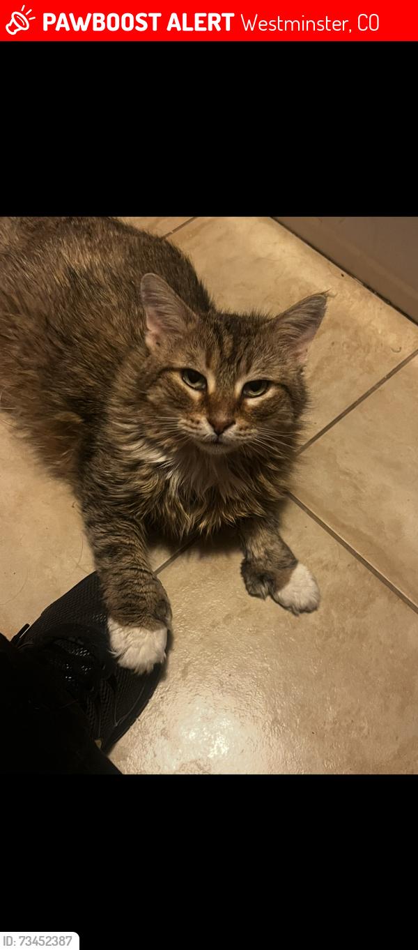 Lost Female Cat last seen Near and Zuni 80234, Westminster, CO 80234