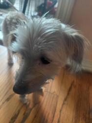 Found/Stray Female Dog last seen Dixon ln, Mobile, AL 36695