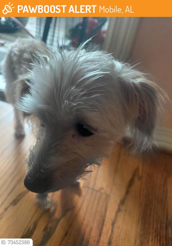 Found/Stray Female Dog last seen Dixon ln, Mobile, AL 36695