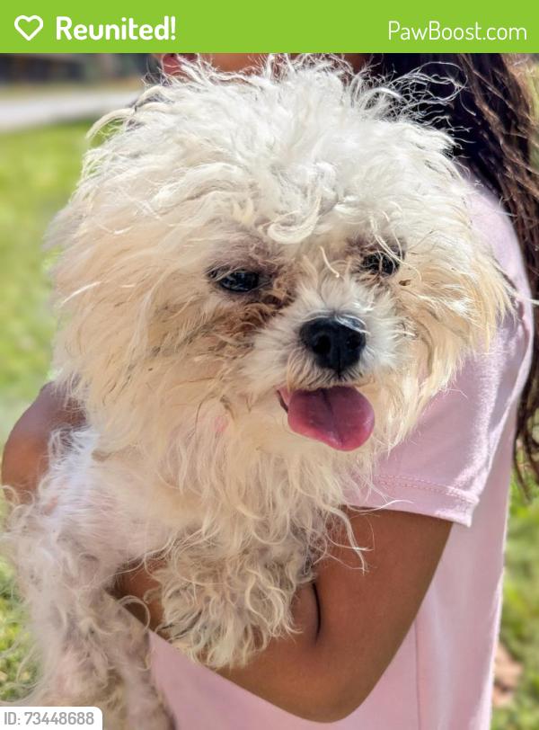 Reunited Unknown Dog last seen Hill road, Powder Springs, GA 30127