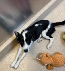 Shelter Stray Female Dog last seen 1011International BLVD Oakland CA 9460, Oakland, CA, 1101 29th Ave, Oakland, CA 94601, USA
