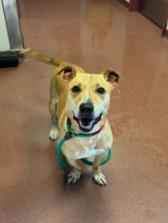 Shelter Stray Male Dog last seen Near Hegenberger Rd Oakland CA 9462, Oakland, CA, 1101 29th Ave, Oakland, CA 94601, USA