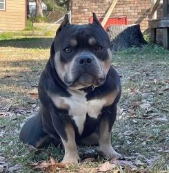 Reunited Male Dog last seen Payette, Keystone Heights, FL 32656