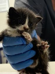 Shelter Stray Unknown Cat last seen Wesso Cir, Caddo Parish, LA, 1500 Monty St, Shreveport, LA 71107, USA
