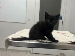 Shelter Stray Male Cat last seen Near Hardesty Drive, 64128, MO, 7077 Elmwood Ave, Kansas City, MO 64132, USA