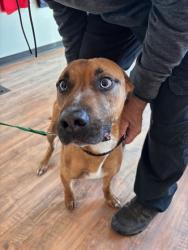 Shelter Stray Male Dog last seen Near S FERDINAND ST, Seattle, WA, 2061 15th Ave W, Seattle, WA 98119, USA