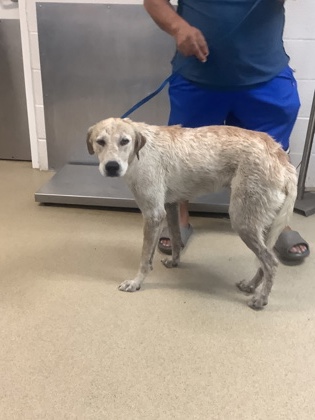 Shelter Stray Male Dog last seen Near COLLETT LITTLE RD, East District, TX, 355 Hillshire Dr, Haslet, TX 76052, USA