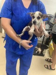 Shelter Stray Male Dog last seen , West District, TX, 355 Hillshire Dr, Haslet, TX 76052, USA