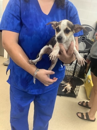 Shelter Stray Male Dog last seen , West District, TX, 355 Hillshire Dr, Haslet, TX 76052, USA