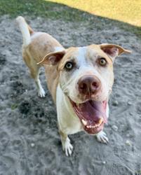 Shelter Stray Male Dog last seen Dunnellon Rd, Crystal River, FL, 4030 S Airport Rd, Inverness, FL 34450, USA