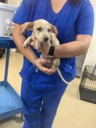 Shelter Stray Female Dog last seen , West District, TX, 355 Hillshire Dr, Haslet, TX 76052, USA