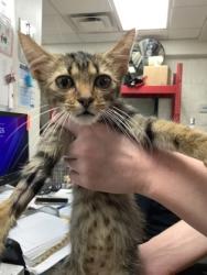 Shelter Stray Male Cat last seen Near martin st, East District, TX, 355 Hillshire Dr, Haslet, TX 76052, USA