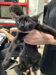 Shelter Stray Female Cat last seen Near martin st, East District, TX, 355 Hillshire Dr, Haslet, TX 76052, USA
