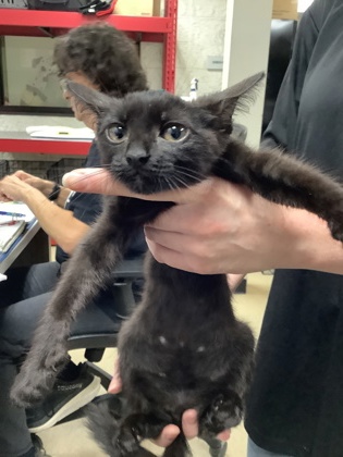 Shelter Stray Female Cat last seen Near martin st, East District, TX, 355 Hillshire Dr, Haslet, TX 76052, USA
