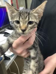 Shelter Stray Male Cat last seen Near martin st, East District, TX, 355 Hillshire Dr, Haslet, TX 76052, USA
