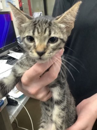 Shelter Stray Male Cat last seen Near martin st, East District, TX, 355 Hillshire Dr, Haslet, TX 76052, USA