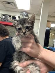 Shelter Stray Male Cat last seen Near martin st, East District, TX, 355 Hillshire Dr, Haslet, TX 76052, USA