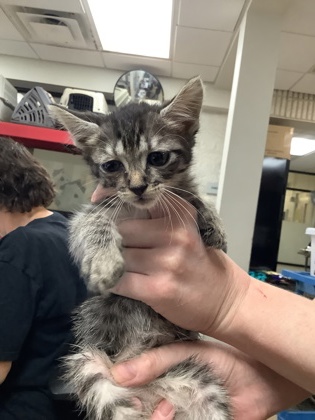 Shelter Stray Male Cat last seen Near martin st, East District, TX, 355 Hillshire Dr, Haslet, TX 76052, USA