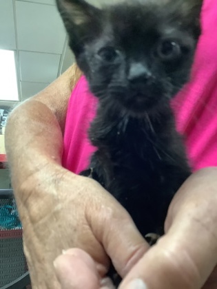 Shelter Stray Male Cat last seen Near martin st, East District, TX, 355 Hillshire Dr, Haslet, TX 76052, USA