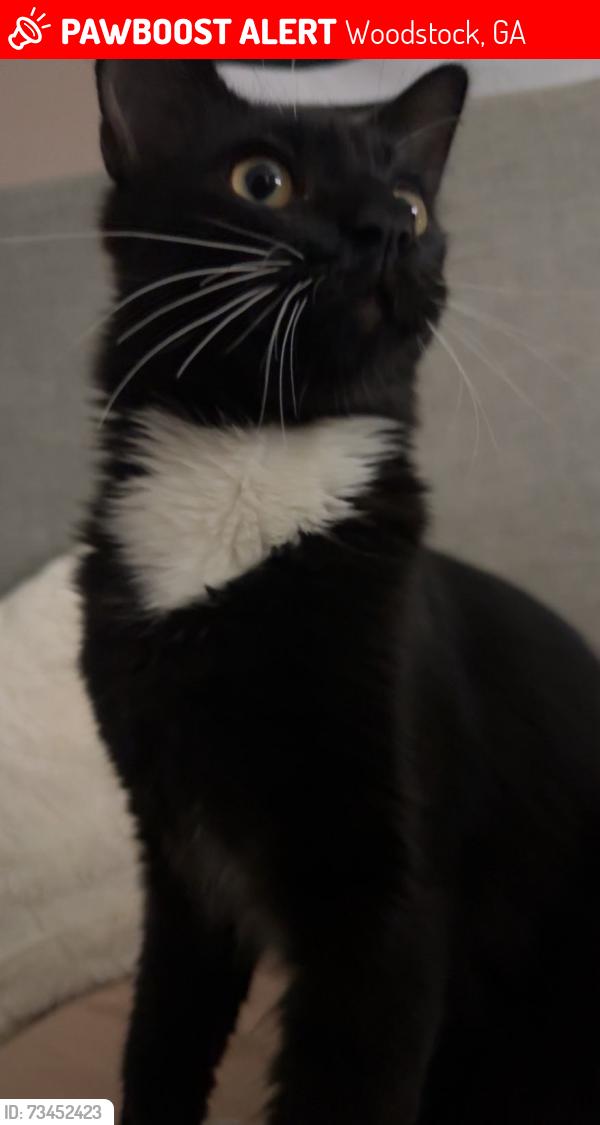 Lost Male Cat last seen Near N River Dr, Woodstock, GA 30188