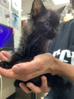 Shelter Stray Female Cat last seen Near martin st, East District, TX, 355 Hillshire Dr, Haslet, TX 76052, USA