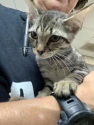 Shelter Stray Female Cat last seen Near martin st, East District, TX, 355 Hillshire Dr, Haslet, TX 76052, USA
