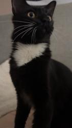 Lost Male Cat last seen Near N River Dr, Woodstock, GA 30188