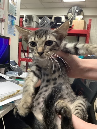 Shelter Stray Male Cat last seen Near martin st, East District, TX, 355 Hillshire Dr, Haslet, TX 76052, USA