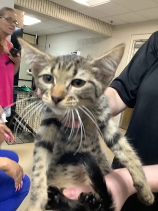 Shelter Stray Female Cat last seen Near martin st, East District, TX, 355 Hillshire Dr, Haslet, TX 76052, USA