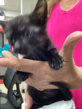 Shelter Stray Female Cat last seen Near martin st, East District, TX, 355 Hillshire Dr, Haslet, TX 76052, USA