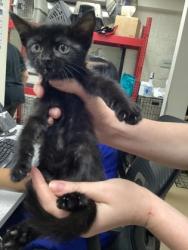 Shelter Stray Female Cat last seen Near martin st, East District, TX, 355 Hillshire Dr, Haslet, TX 76052, USA